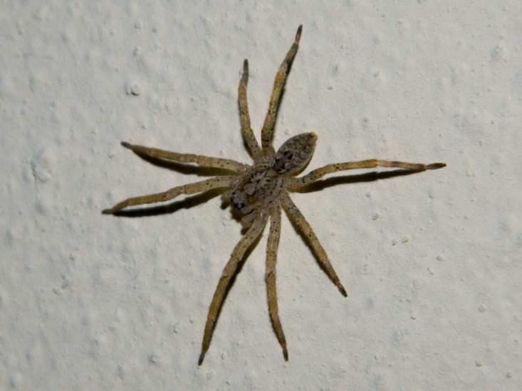 Zoropsis spinimana - Viadana (MN)